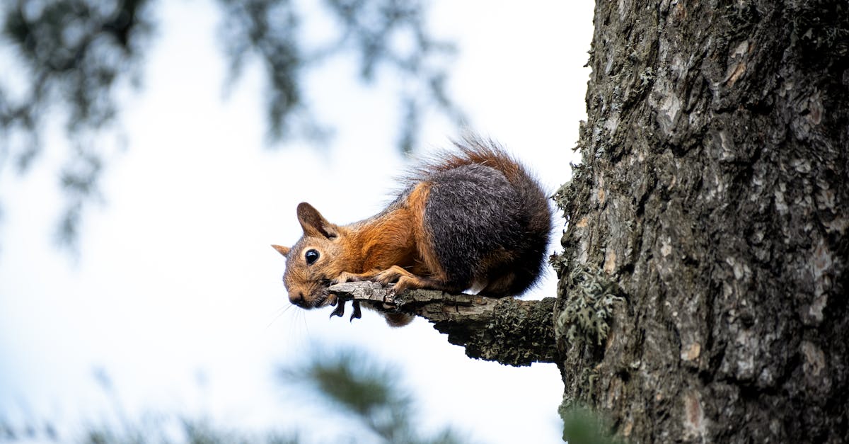 découvrez la ps5, la console nouvelle génération de sony offrant des graphismes époustouflants, une expérience de jeu immersive et des performances ultra-rapides.